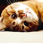 Кавайняшка: Рыжие котята