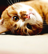 Кавайняшка: Рыжие котята