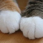 Кавайняшка: Фотографии кошек