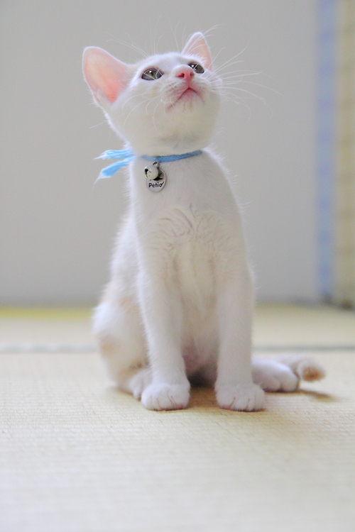 Кавайняшка: Кошки