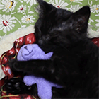 Кавайняшка: Котенок спит в обнимку с игрушкой