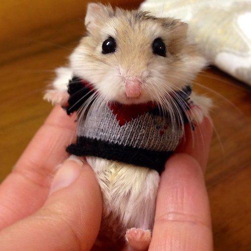 Кавайняшка: Животные в свитерах