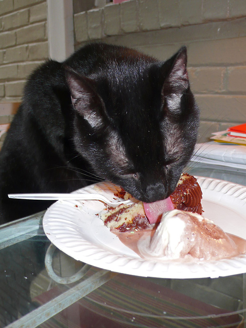 Кавайняшка: Кошки пробуют еду