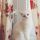 Кавайняшка: Кошки и окна