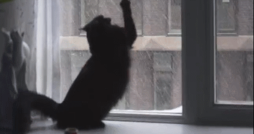 Кавайняшка: Кошки и окна