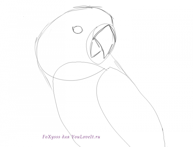 Как нарисовать попугая