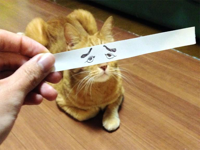 Кошки и нарисованные глаза Кошки и нарисованные глаза