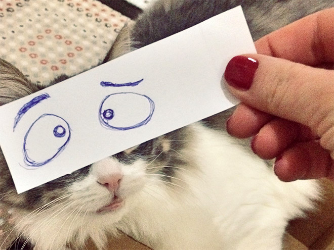 Кошки и нарисованные глаза