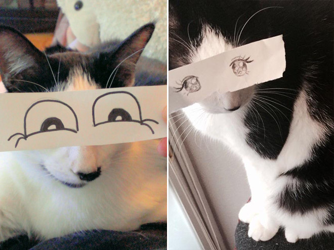 Кошки и нарисованные глаза Кошки и нарисованные глаза