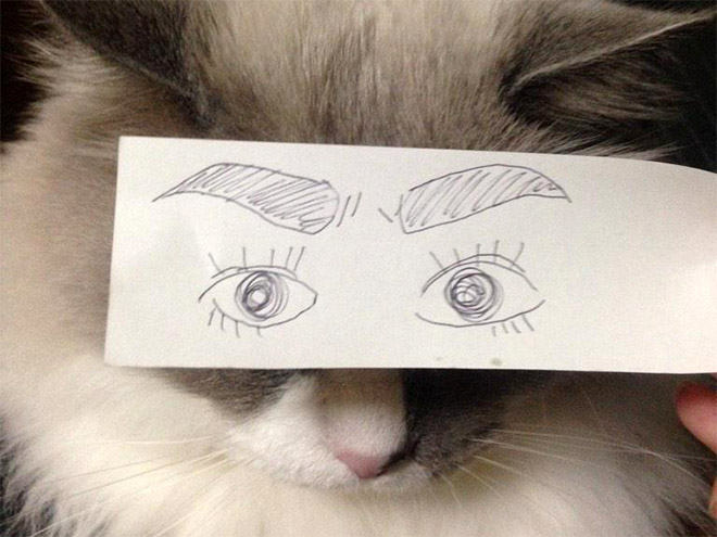 Кошки и нарисованные глаза