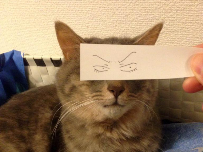 Кошки и нарисованные глаза Кошки и нарисованные глаза
