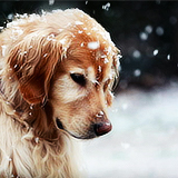 Кавайняшка: Собаки и снег