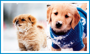 Кавайняшка: Собаки и снег