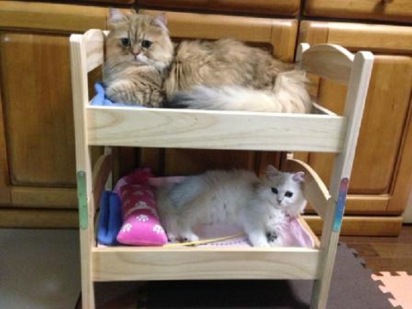 Кровати для кошек