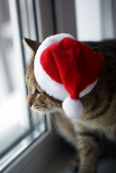 Кавайняшка: Как кошки встретили Новый Год