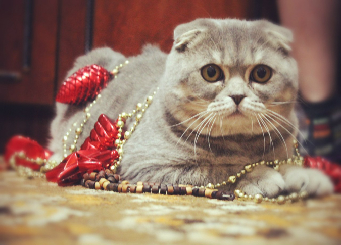 Кавайняшка: Как кошки встретили Новый Год