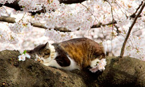 Кошки и сакура
