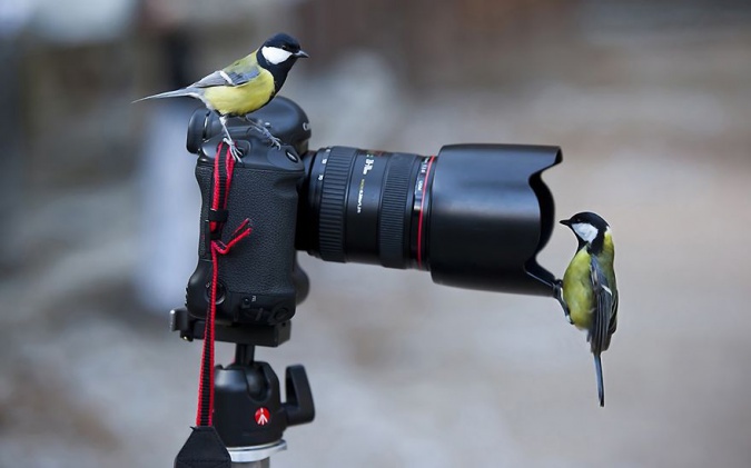 Животные и птицы, которые не боятся камеры
