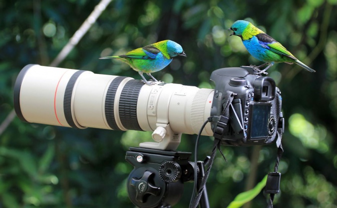 Животные и птицы, которые не боятся камеры