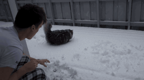 Большой пушистый кот и снег: анимации