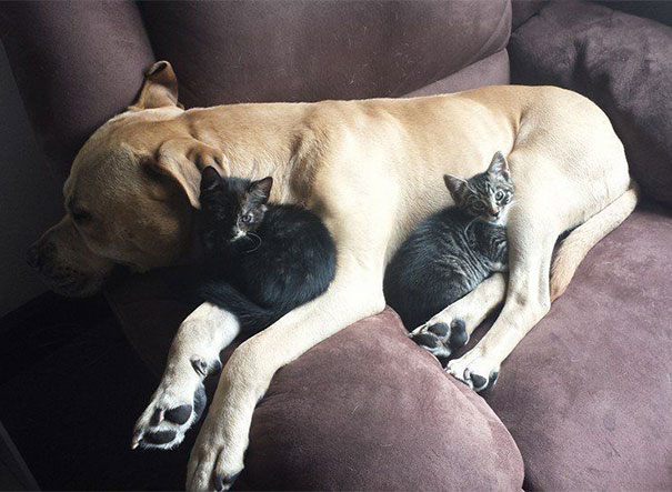 Кошки используют собак как подушки