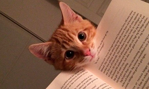 Кошки мешают читать своим хозяевам