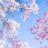 Кавайняшка: Цветущие деревья