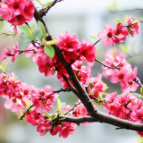 Кавайняшка: Цветущие деревья