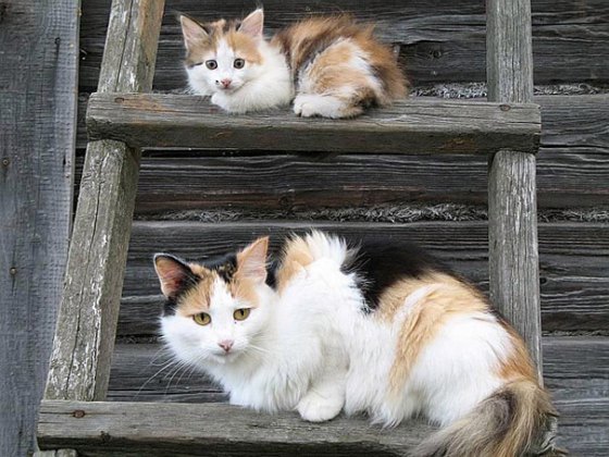 Кавайняшка: Котята, похожие на своих мам