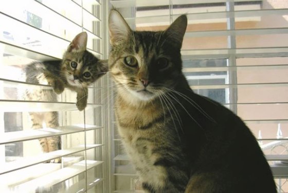 Кавайняшка: Котята, похожие на своих мам