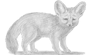 Как рисовать лисичку Фенека