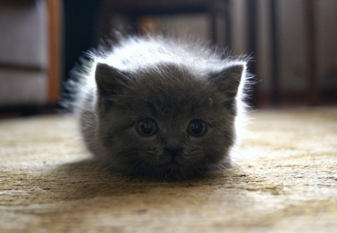 Кавайняшка: Фотографии кошек