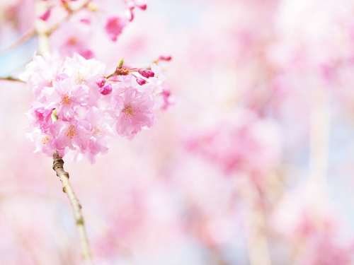 Кавайняшка: Весна и цветы