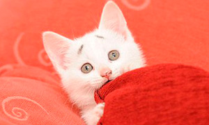 Кавайняшка: Котенок с особенными бровями