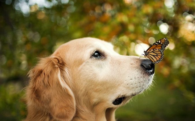 Кавайняшка: Кошки, собаки и бабочки