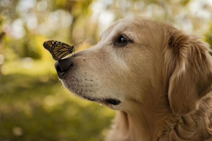 Кавайняшка: Кошки, собаки и бабочки
