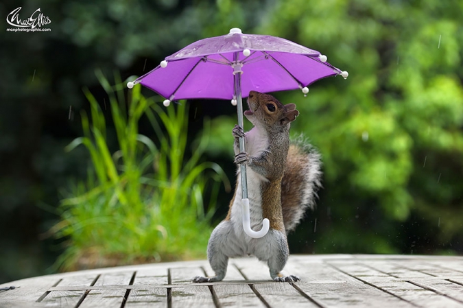 Кавайняшка: Белка с зонтиком под дождем