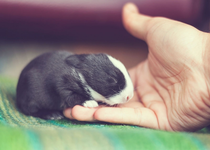 Кавайняшка: Как меняется новорожденный кролик за 30 дней