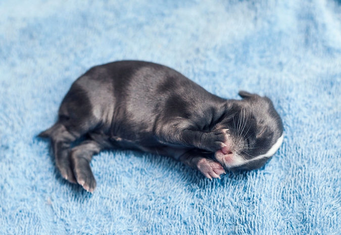 Кавайняшка: Как меняется новорожденный кролик за 30 дней