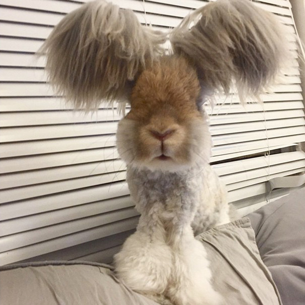 Кролик с самыми необычными ушами