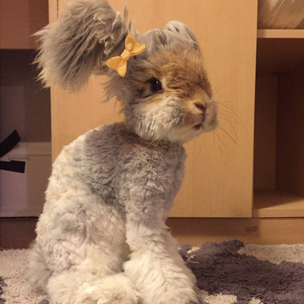 Кролик с самыми необычными ушами