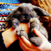 Кавайняшка: Аватарки с пушистыми кроликами