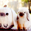 Кавайняшка: Аватарки с пушистыми кроликами