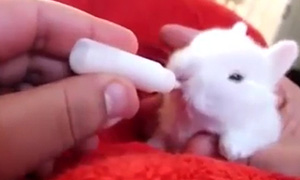 Кавайняшка: Маленький кролик пьет молоко из маленькой бутылочки