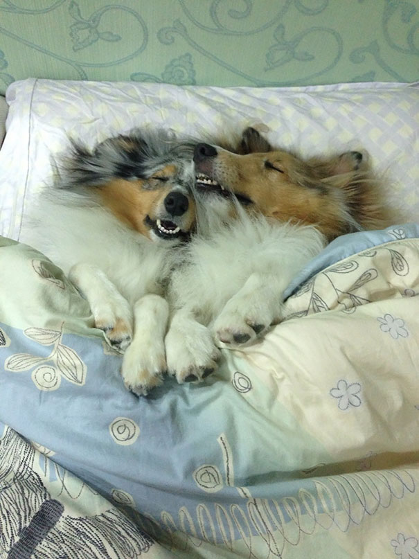 Кавайняшка: Собаки сладко спят в кроватях
