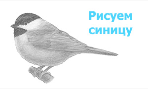 Рисуем птиц: Как нарисовать синицу