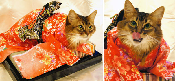 Кавайняшка: Кошки в кимоно