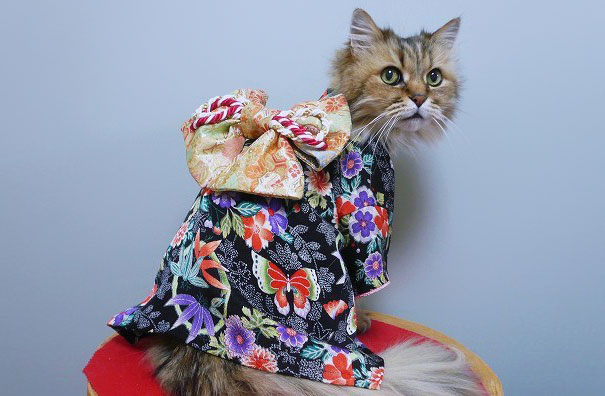 Кавайняшка: Кошки в кимоно