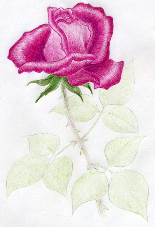Как нарисовать и красиво раскрасить розу
