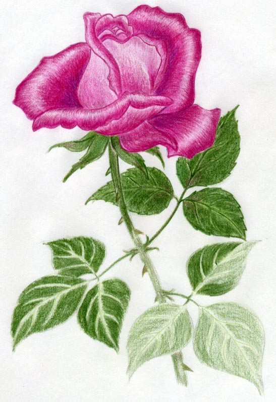 Как нарисовать и красиво раскрасить розу